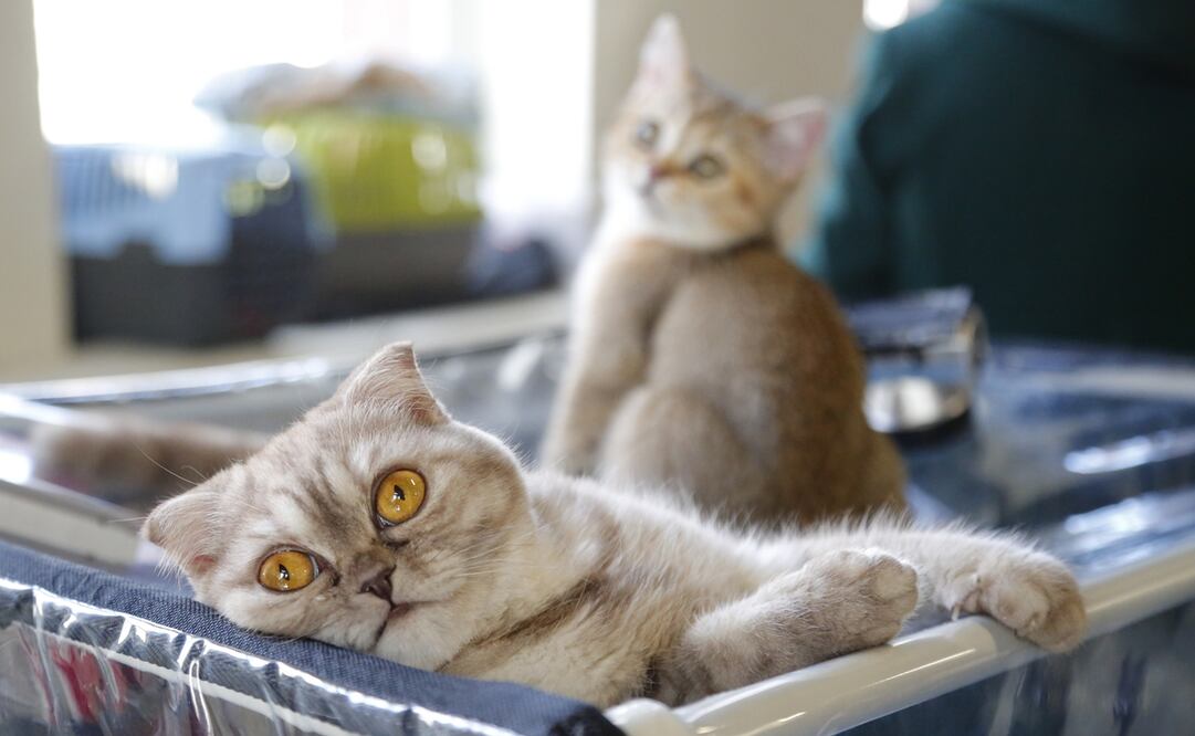 Foto: Xinhua/Alexander Zemlianichenko Jr