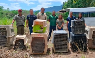 Profepa libera en Tamaulipas a 40 animales previamente rescatados; entre ellos hay un ocelote, tortugas y mapaches