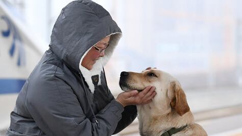 Los perros sí son capaces de comprender gestos humanos, apunta estudio