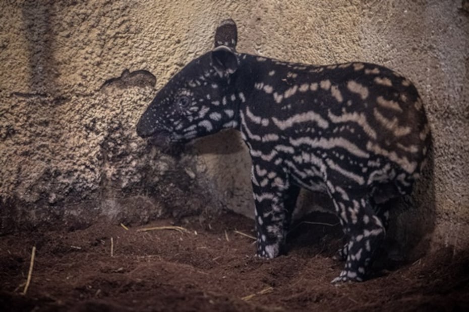 Zoológico de Praga reabre con nuevas especies exóticas nacidas en cuarentena