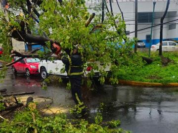Van 285 árboles caídos por lluvias en CDMX; autoridades refuerzan atención con el Operativo Tlaloque