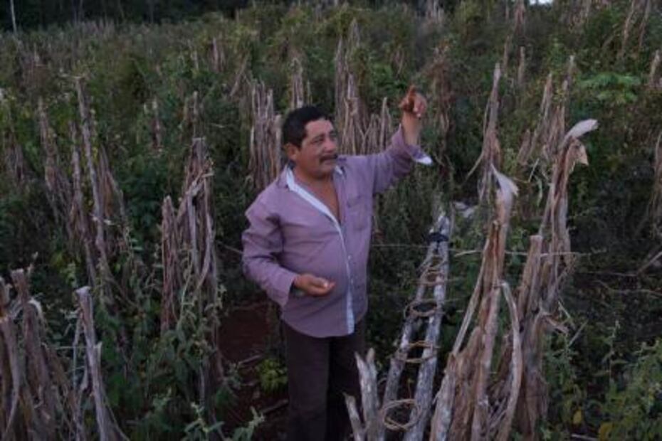 En Yucatán logran frenar cultivos transgénicos ante la SCJN