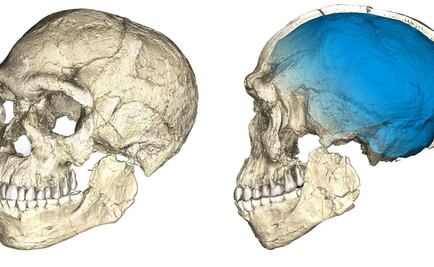 Cronología de descubrimientos de homínidos en el mundo