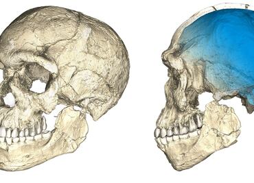 Cronología de descubrimientos de homínidos en el mundo