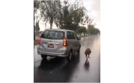 Video. Arrastran a perro bajo la lluvia en Puebla