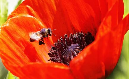 Yucatán businessman kills thousands of bees with pesticide 