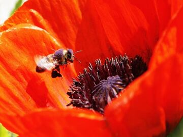 Yucatán businessman kills thousands of bees with pesticide
