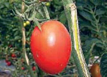 Pendiente, nuevo acuerdo para el jitomate mexicano