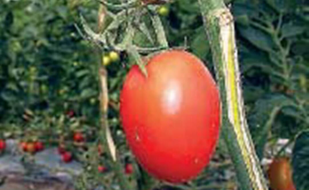 Acuerd o. Desde 1996 existe un acuerdo que evita que se realice una investigación por dumping al jitomate mexicano y a cambio se le impone un precio de entrada a EU (ARCHIVO EL UNIVERSAL)