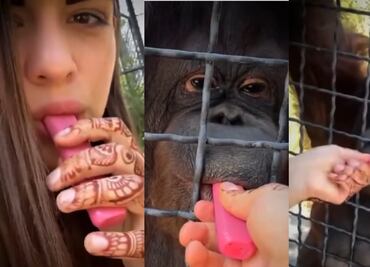 Boxeadora obliga a fumar a orangután en peligro de extinción en Crimea; usuarios la tunden en redes