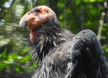 Trasladarán 4 cóndores del Zoológico de Chapultepec a Baja California para su reproducción