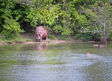 Los hipopótamos de Pablo Escobar que se volvieron tema del arte y dilema ambiental