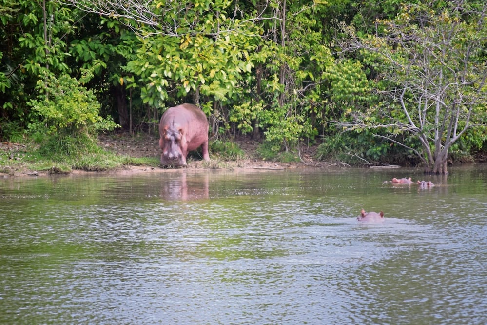 En la exhacienda Nápoles hoy se pueden observar los lagos donde toman el sol los hipopótamos, la especie que más ha crecido del que fue el zoológico del narcotraficante. Foto: Sonia Sierra