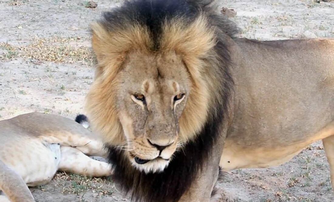 La indignación provocada por la muerte de Cecil ha llevado a Zimbabue a lanzar una campaña para impedir la caza furtiva (ARCHIVO AP)