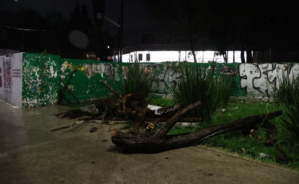 También reportó la caída de un árbol de siete metros en Anaxágoras y Eje 4 Xola, colonia Narvarte, en la alcaldía Benito Juárez. | Foto: Osmar Alvarado | El Universal.
