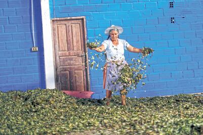 Evo Morales parte como favorito a la reelección