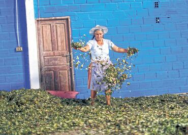 Evo Morales parte como favorito a la reelección