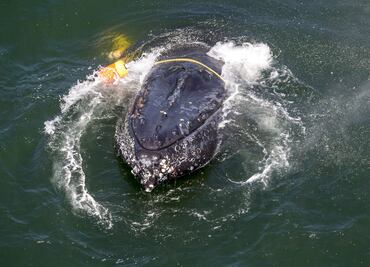 Rescatistas liberan a ballena enredada en líneas de pesca en California