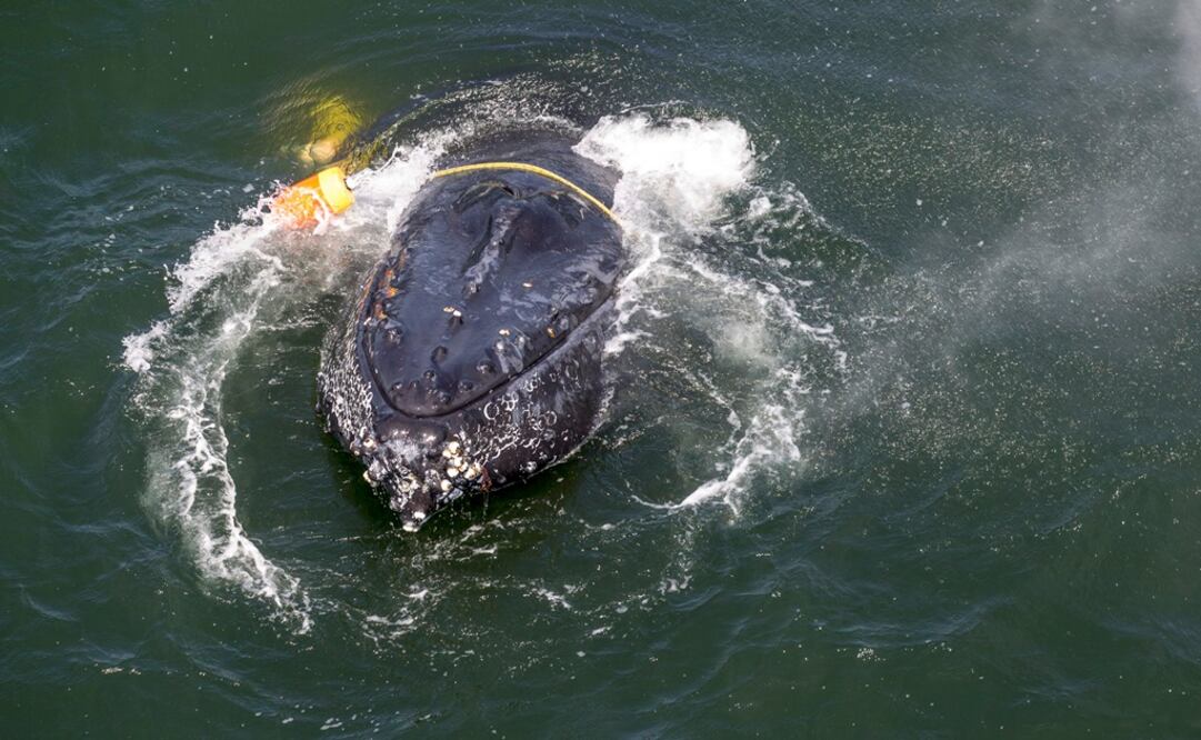 Una ballena jorobada enredada entre líneas de pescar, cuerdas, boyas y anclas en el Oceáno Pacífico frente a Crescent City, California (Foto: AP)