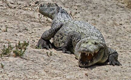 Buscan a niño presumiblemente arrastrado por cocodrilo