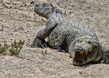 Buscan a niño presumiblemente arrastrado por cocodrilo