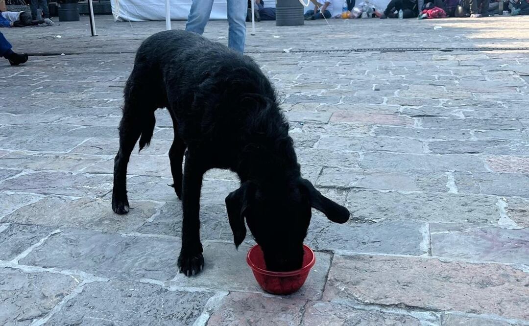 Continúan acciones del Gobierno de CDMX para evitar el abandono de perritos peregrinos. Foto: Especial