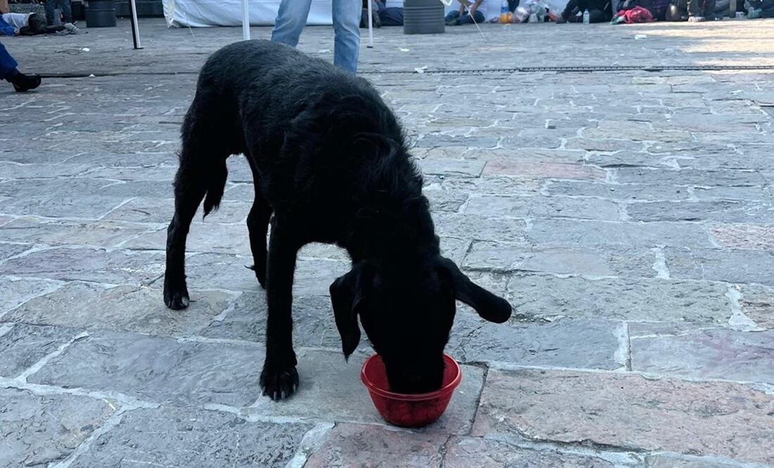 Continúan acciones del Gobierno de CDMX para evitar el abandono de perritos peregrinos. Foto: Especial