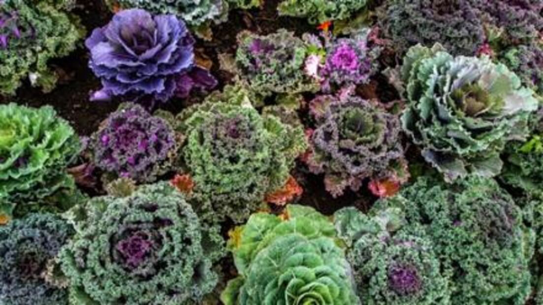 Los 15 alimentos más saludables