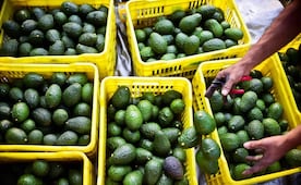 México despliega 1,557 militares a la zona aguacatera de Michoacán; buscan reactivar exportaciones a Estados Unidos