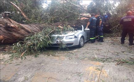 Árbol que aplastó auto con familia pesaba 20 toneladas 