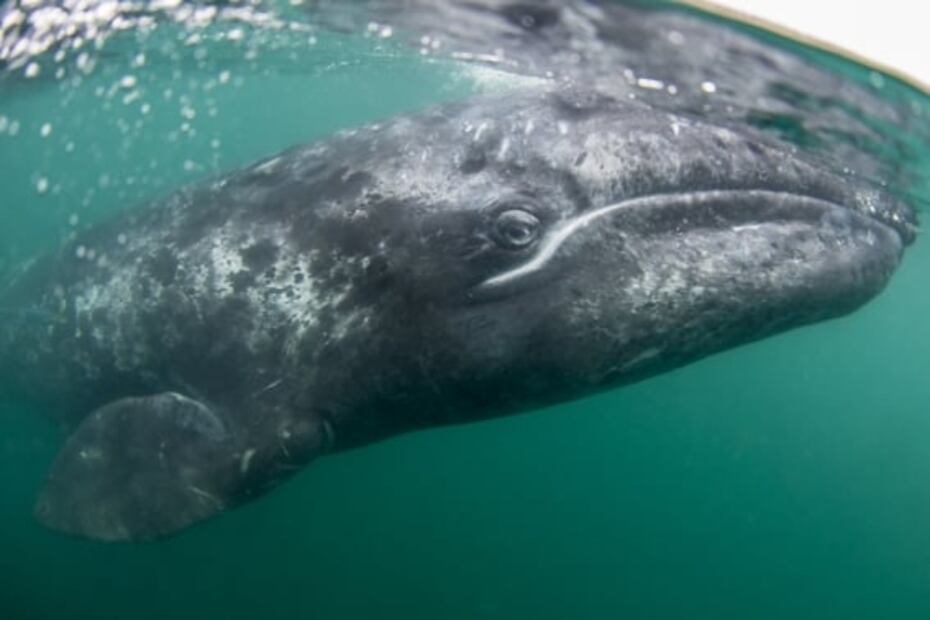 Holbox, Oaxaca y otros lugares para tus vacaciones de diciembre