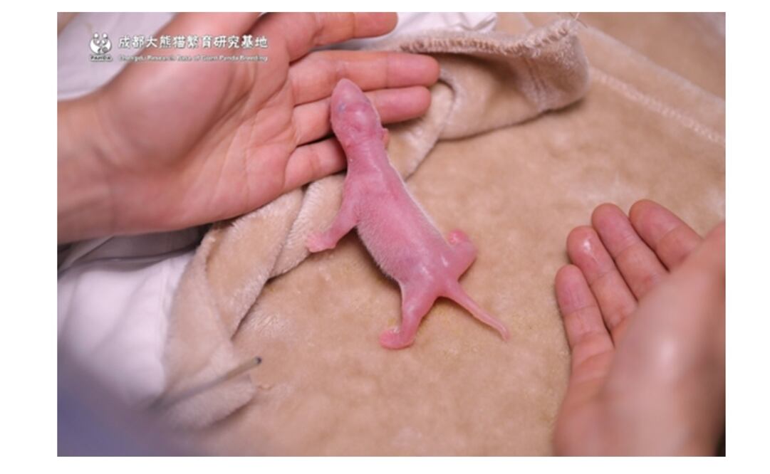 Foto: tomada de www.panda.org.cn