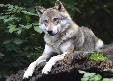 Híbrido de perro y lobo mata a un bebé en Alabama