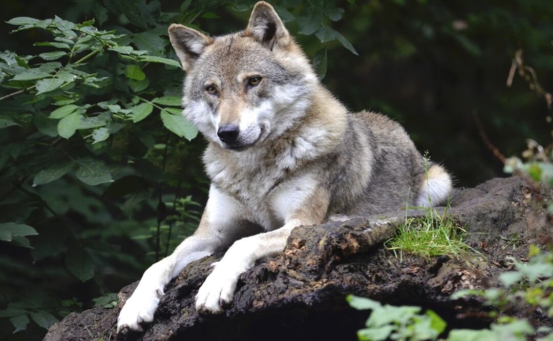 La composición genética de los híbridos de lobo-perro les da una conducta imprevisible que significa riesgos para los seres humanos, de acuerdo con el Centro Internacional del Lobo. Foto: Ilustrativa / Pixabay