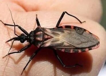 Enfermedad de Chagas amenaza salud pública de Yucatán; 16 mil personas podrían estar infectadas