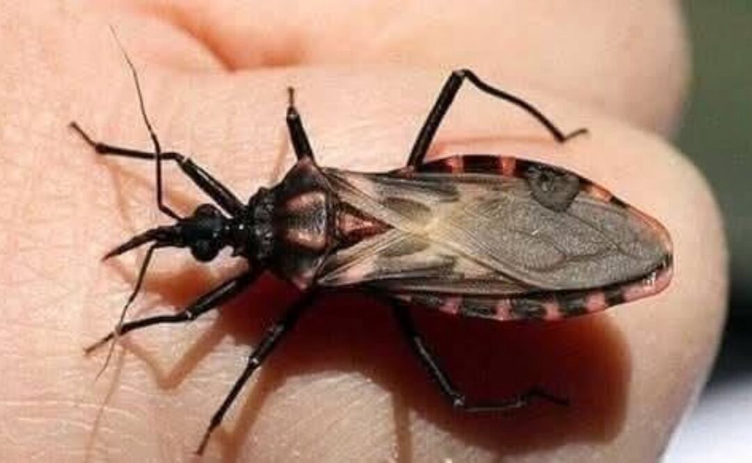 Enfermedad de Chagas amenaza salud pública de Yucatán (13/04/2025). Foto: Especial