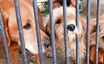 Consejo Ciudadano ha atendido más de 17 mil denuncias por maltrato animal