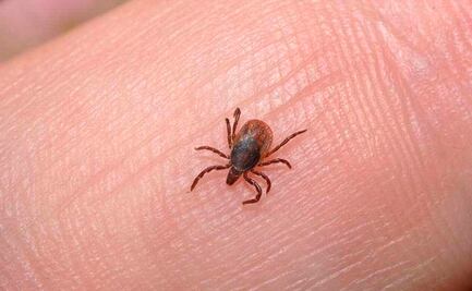 Baja California Sur, en alerta por muerte de persona a causa de la fiebre manchada