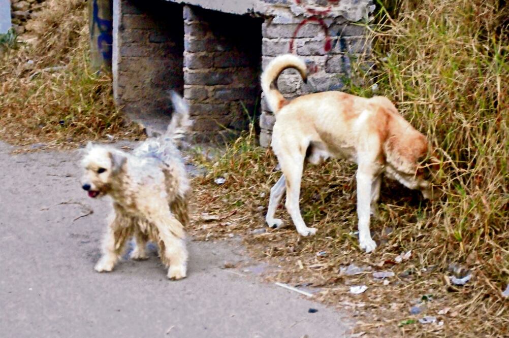 Ninguno de los ejemplares estaba enfermo y murieron en menos de 3 horas con temblores y vomito (ARCHIVO. EL UNIVERSAL)