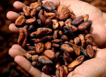 Transformadores del cacao, revolucionando el chocolate mexicano