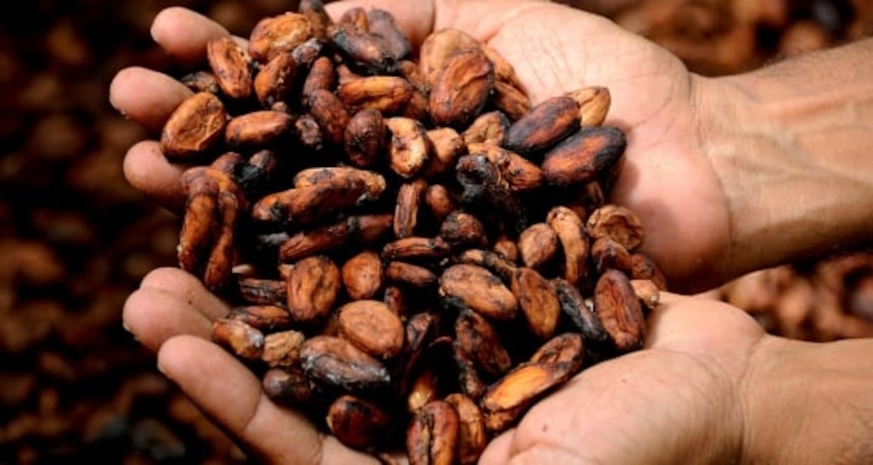 Los transformadores de cacao difunden el conocimiento y el consumo de cacao mexicano