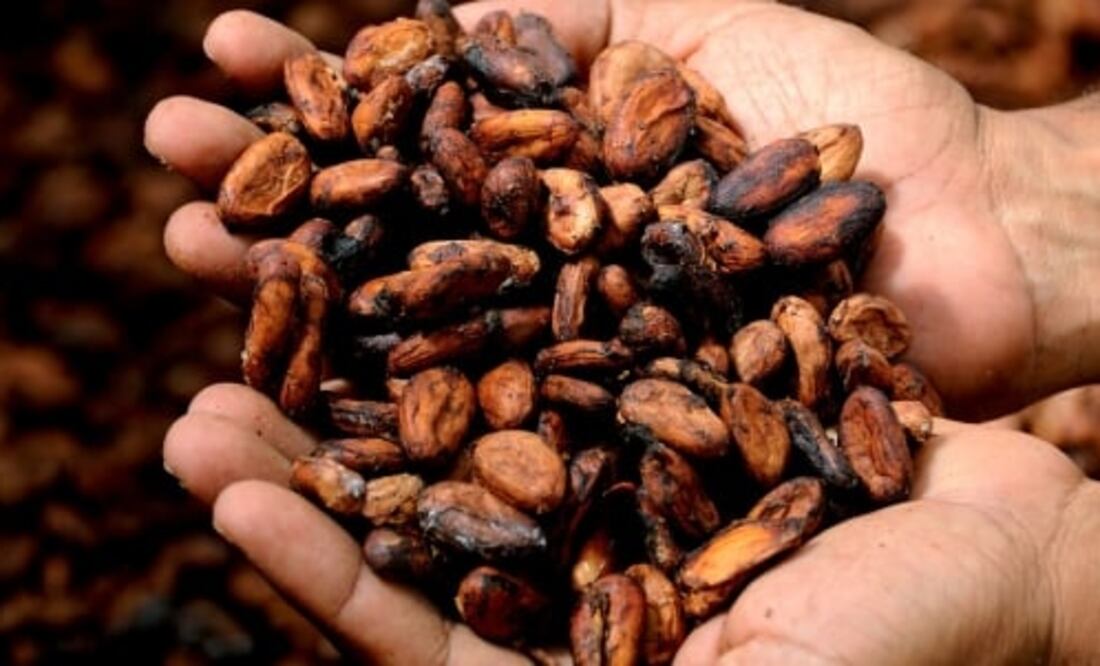 Los transformadores de cacao difunden el conocimiento y el consumo de cacao mexicano