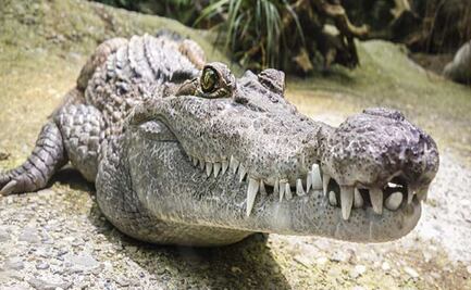 Hombre sobrevive al ataque de un cocodrilo en Australia gracias a tutorial de YouTube