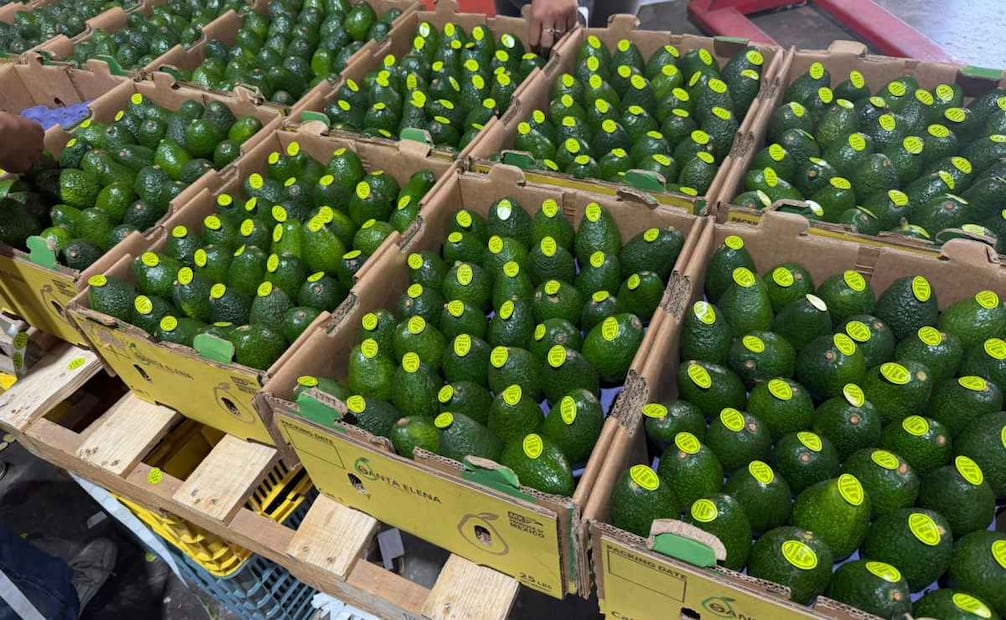 Aguacate mexicano. Foto: Especial.