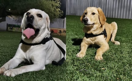 Preparan en Sonora a perros para detección de Covid-19