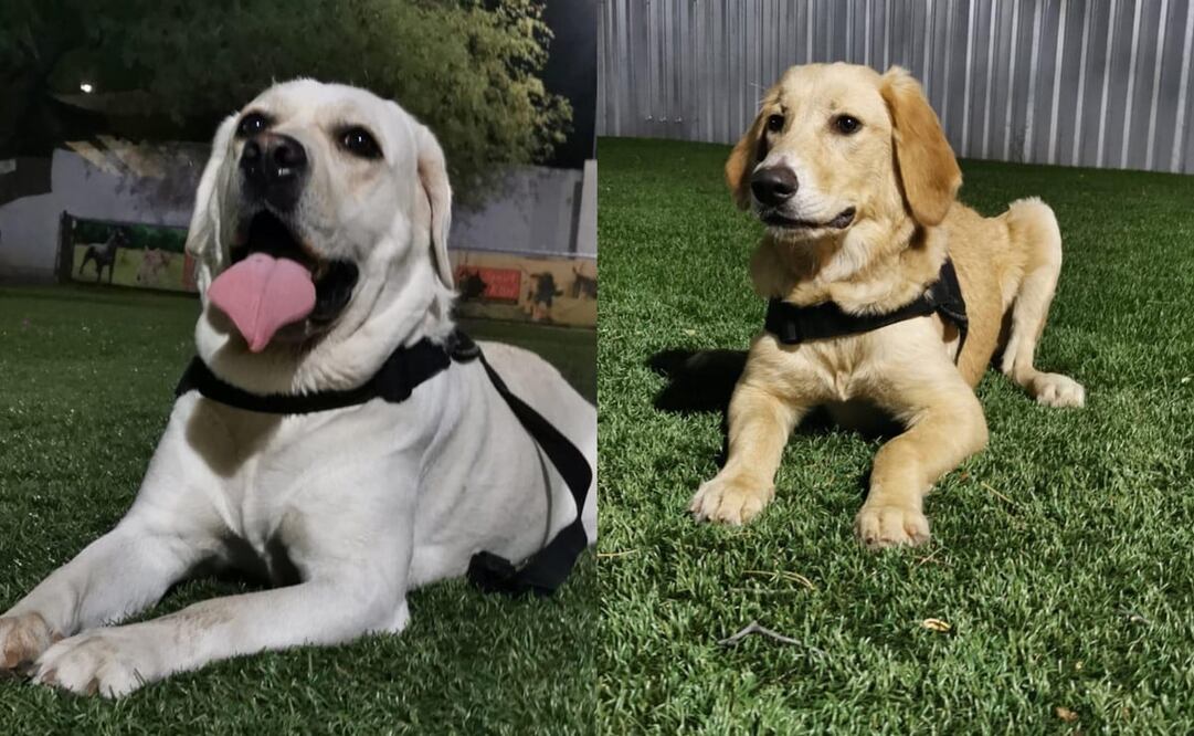 Preparan en Sonora a perros para detección de Covid-19