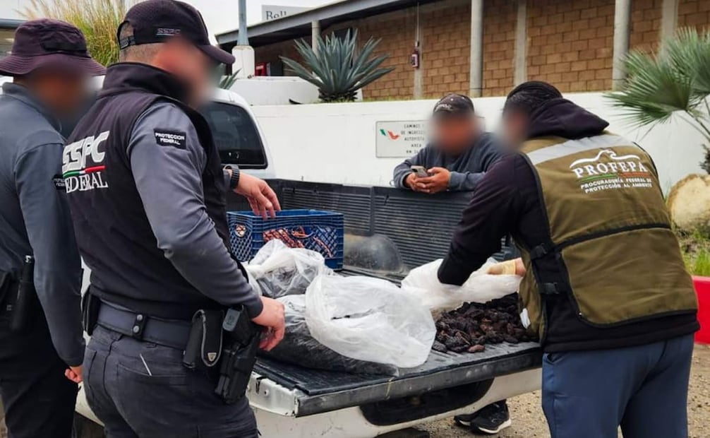 La Profepa aseguró 21 mil 823 ejemplares de pepino de mar durante un operativo realizado en el municipio de Playas de Rosarito, en el estado de Baja California. Foto: Especial