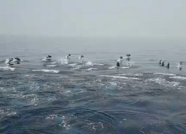 Guardia Civil de España graba impactante desfile de delfines