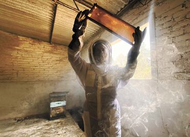 Miel adulterada, un peligro para la salud