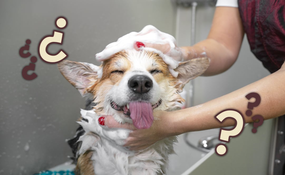 Errores comunes al bañar a tu mascota; mantén a tu peludo limpio y cuida su piel. Foto: Canva